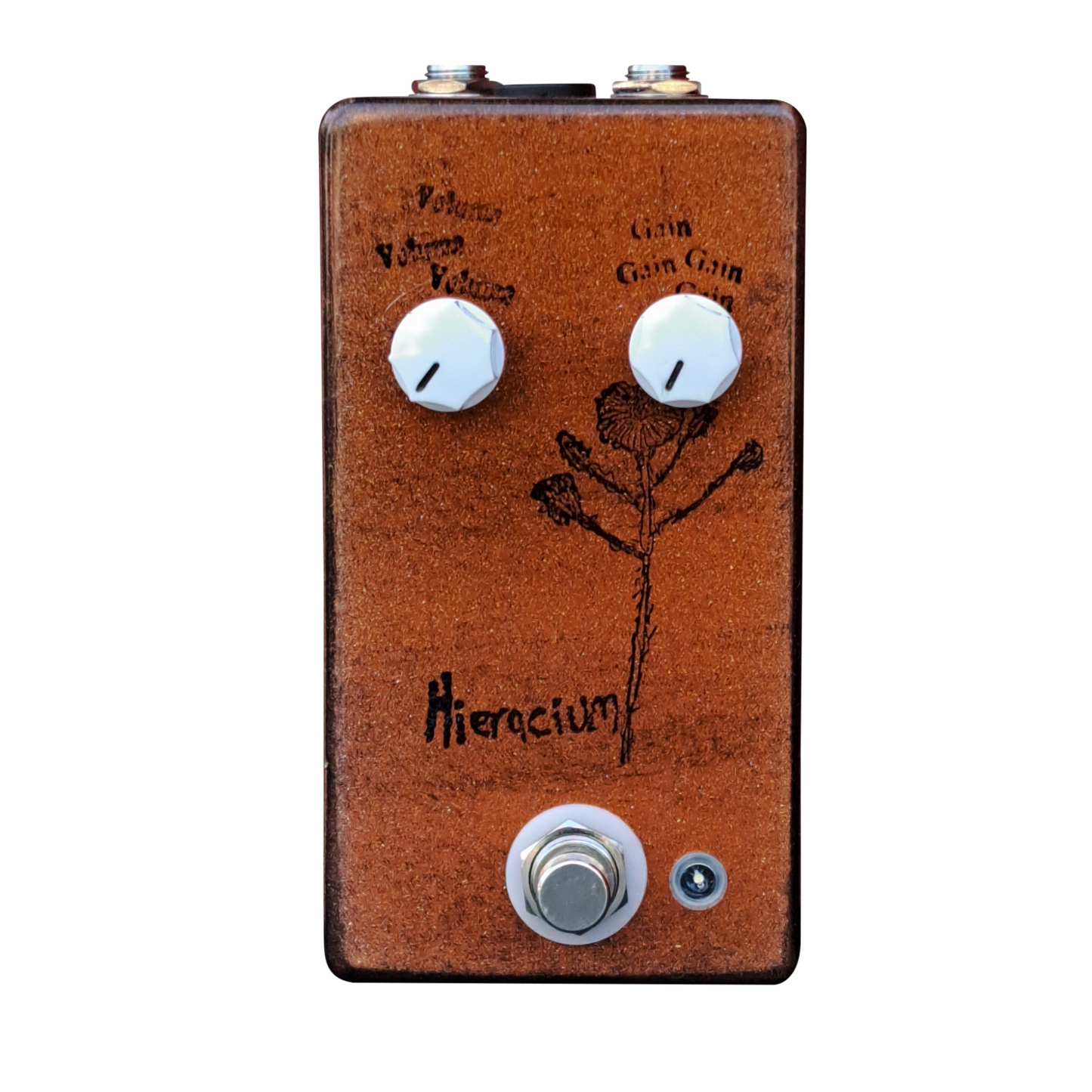 Hieracium